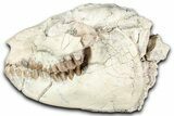 Fossil Oreodont (Leptauchenia) Skull - South Dakota #355488-1